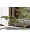 SOKAN - BONSAI 81CM